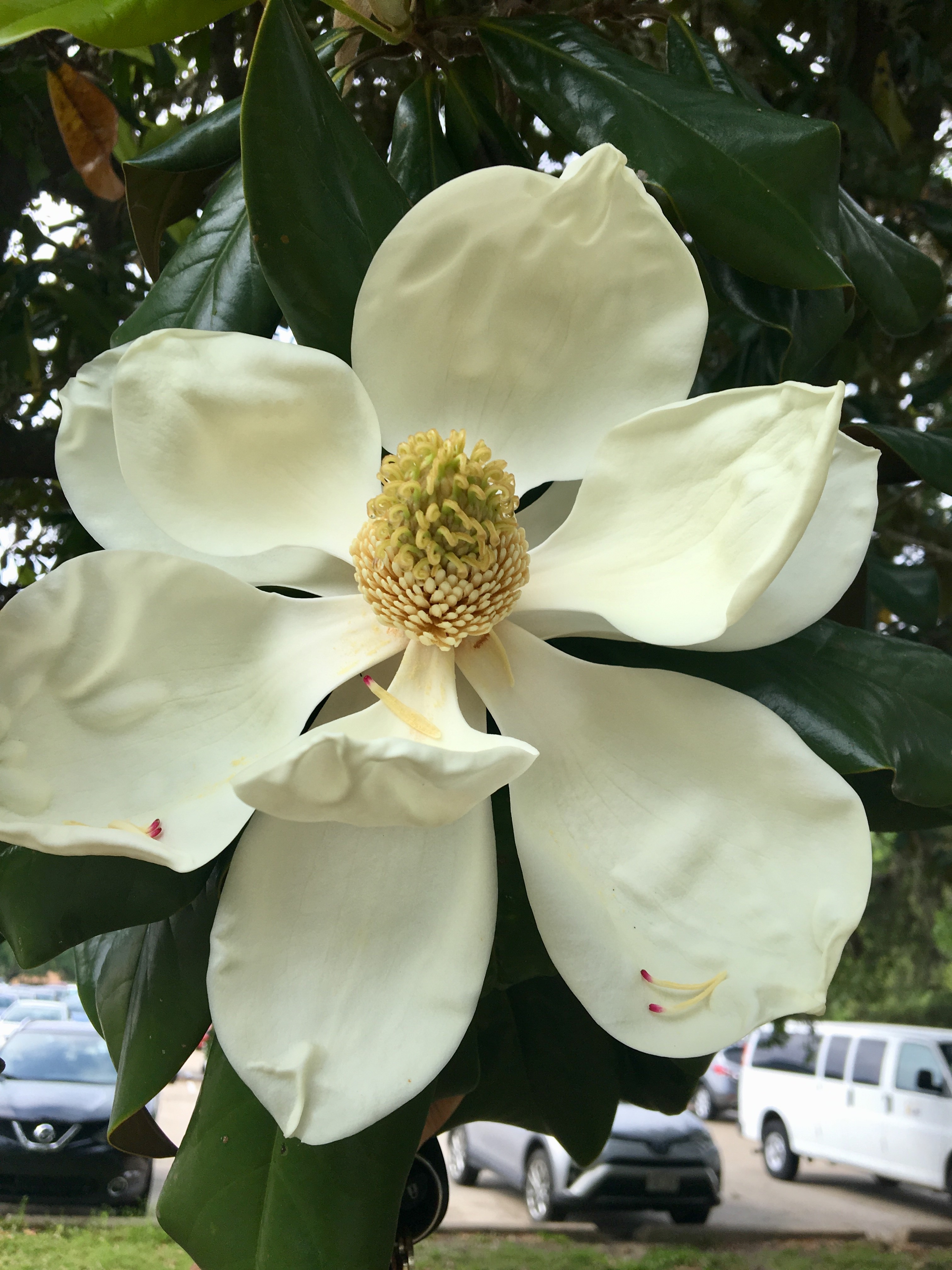 Magnolias are an iconic Southern tree 